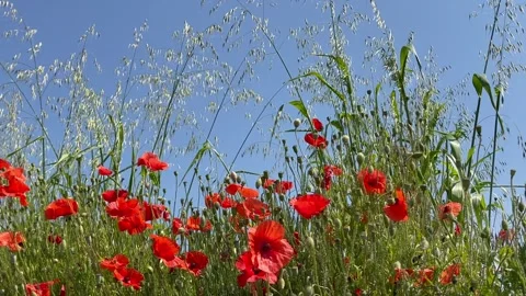 Deep blue sky red poppies wild grasses breeze Stock Footage 250248476