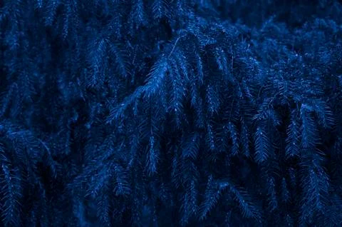 Deep blue spruce branches background, macro photo,. Forest nature wallpaper,  Stock Photos