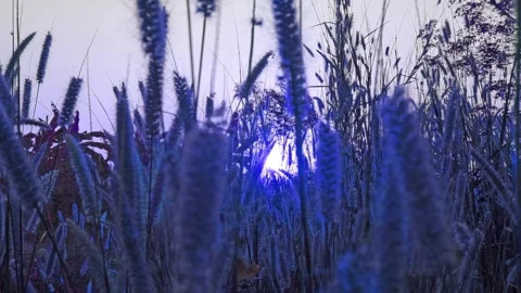Deep blue sun light ray on winter sunrise sky in swaying wild grass field Video stock 242700663