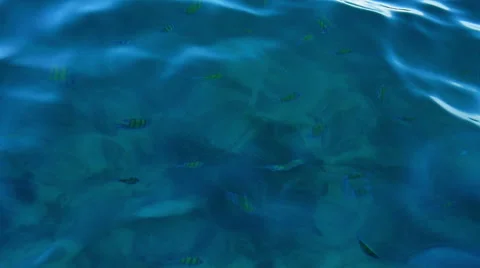 Deep blue water surface with coral fishes inside, natural motion background Stock Footage 51124352