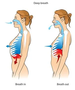 Deep breathing mechanics Stock Illustration