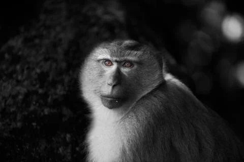 The Deep Brown Eyes Stock Photos