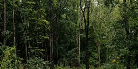 Deep canopy of trees after rainfall, cinematic colour 库存照片
