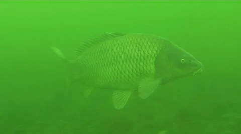 Deep carp Stock Footage 974325