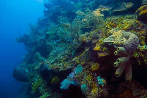 Deep Carribean Reef Stock Photos