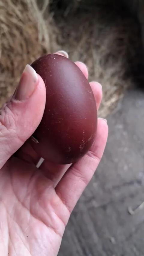 Deep Chocolate Brown Marans Hen Egg Stock Footage 332504744