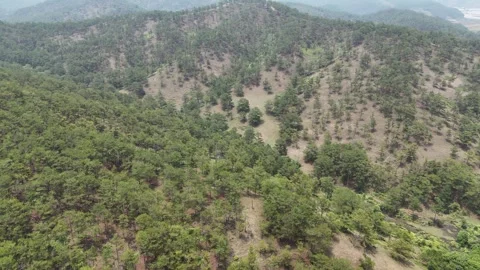 Deep Cinematic Drone Through Rolling Pine Hills and Layered Forests 動画素材 337020715