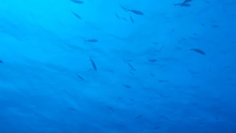 Deep clear blue water. 4k 動画素材 129237827