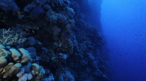 Deep colourful reef wall, Red Sea, Egypt Stock Footage 62280851