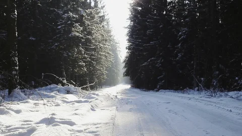 Deep contrast forest background with snow snowflakes falling in sun rays  Stock Footage 103245128