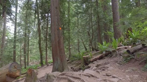 Deep Cove Hiking Trail - Cloudy Day, North Vancouver, BC Stock-Footage 91368170