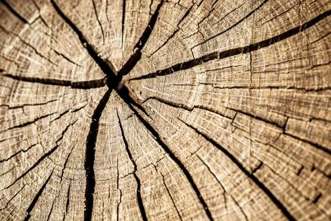 Deep cracked stump texture macro shot Foto stock