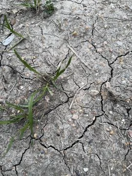 Deep Cracks in Dry Mud With Green Grass Stock-Fotos