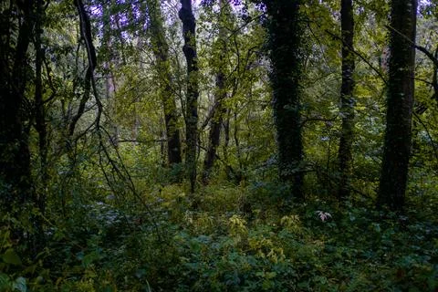 Deep dark forest after rainfall 库存照片