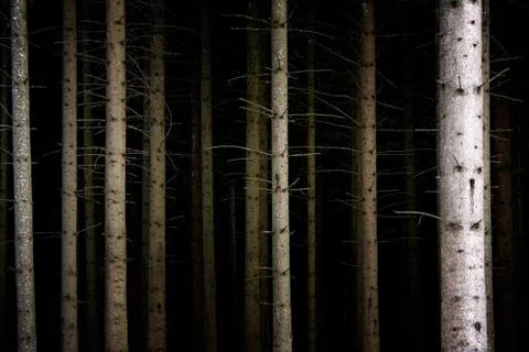 Deep Dark Forest Photos