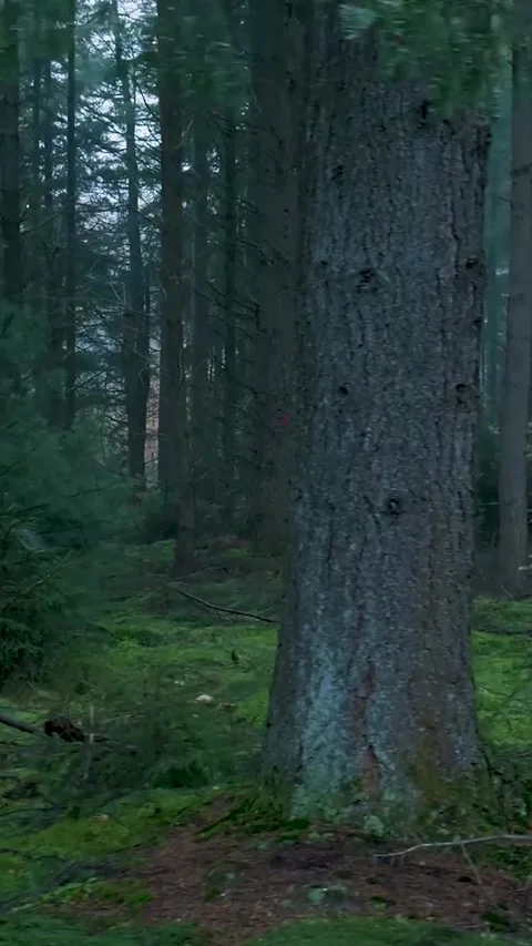 Deep dark forest walking through mossy woods Stock Footage 327109683