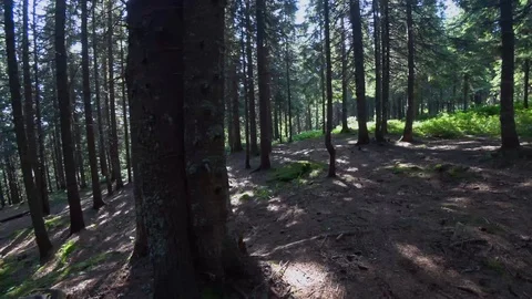 Deep dark green forest in the mountains Stock Footage 114246527