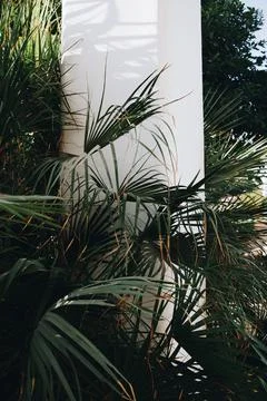 Deep dark green palm leaf pattern with a white canopy pole. Creative layout, Foto stock