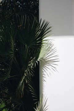 Deep dark green palm leaf pattern with a white canopy pole. Creative layout, Stock Photos