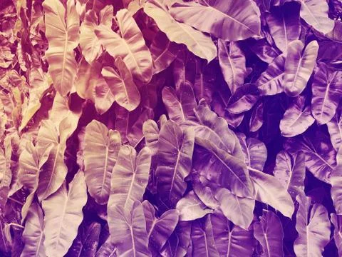 Deep dark purple leaves pattern with bright red orange gradient effect, sun l Stock Photos