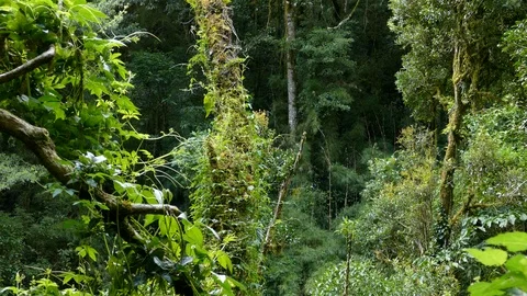 Deep dense busy jungle with single tiny bird in middle of frame Stock Footage 126813991