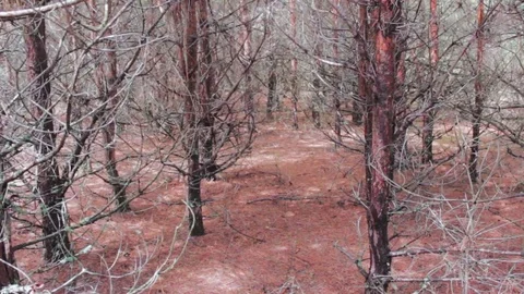 Deep dense forest with branches of trees Stock Footage 84818941