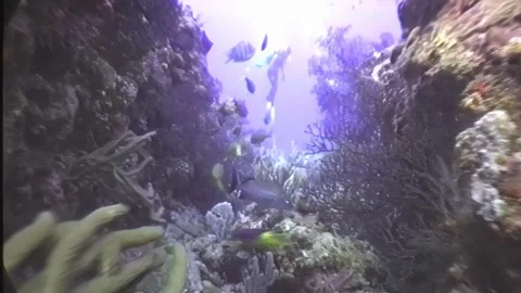 DEEP DIVE 5 Stock Footage 306668454