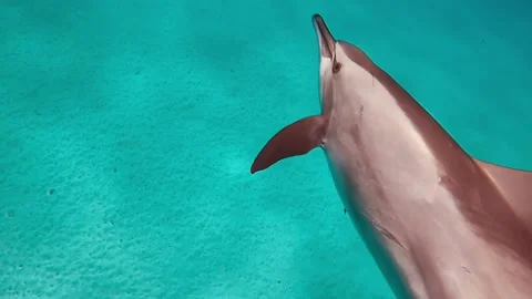 Deep dive with free dolphins dolphin making a trick in the open sea Video stock 159796742
