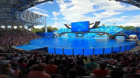 Deep dive Orca Stock Footage 162871489