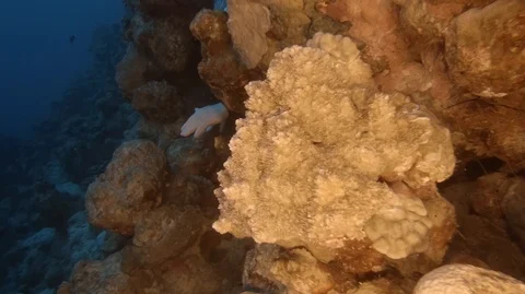 Deep diver Stock-Footage 111651348