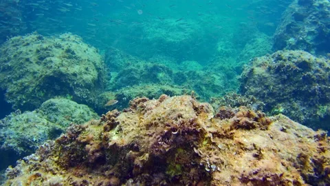 Deep Diving in the Mediterranean sea - 4K - ProRes Stock Footage 165045489