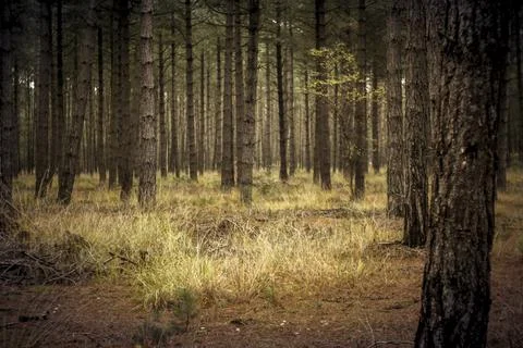 Deep down the pine tree woodland Stock Photos