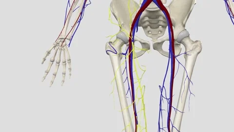 The deep femoral vein, deep vein of the ... | Stock Video | Pond5