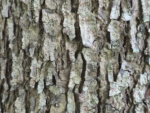 Deep Fissured Tree Bark Surface with Lichen Macro Texture Stock Photos