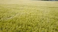 Deep flight aerial moving green rye corn field 4k 4k or 4k+ Resolution