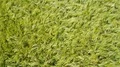 Deep flight aerial moving green rye corn field structures 4k 4k or 4k+ Resolution