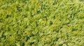 Deep flight aerial moving rye corn field with tracks 4k 4k or 4k+ Resolution