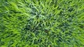 Deep flight vertical down aerial over fresh young green corn field 4k 4k or 4k+ Resolution