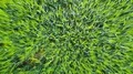Deep flight vertical down aerial over fresh young green corn field 4k 4k or 4k+ Resolution