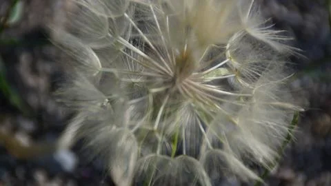 Deep flower Stock-Fotos