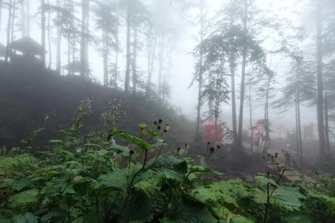 Deep fog in pine-tree forest Stock Photos
