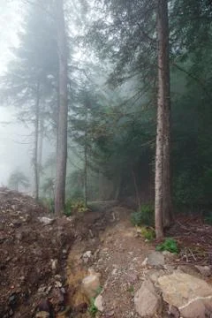 Deep fog in pine-tree forest Stock Photos