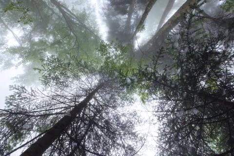 Deep fog in pine-tree forest Stock-Fotos