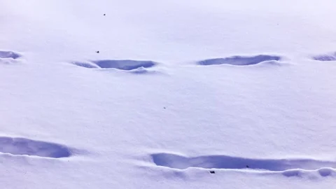 Deep Footprints Left in Fresh White Snow During a Cold Winter Day Vídeos de archivo 347038865