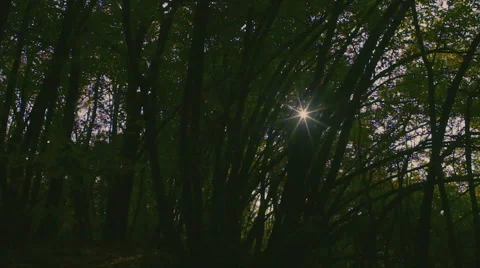 Deep forest and sunbeams Stock-Footage 59796208