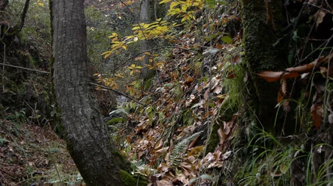 Deep forest in autumn Stock Footage 35887295