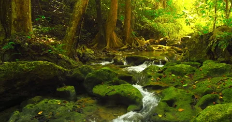 Deep forest beautiful nature 4K background. Water stream flows among mossy rocks Stock Footage