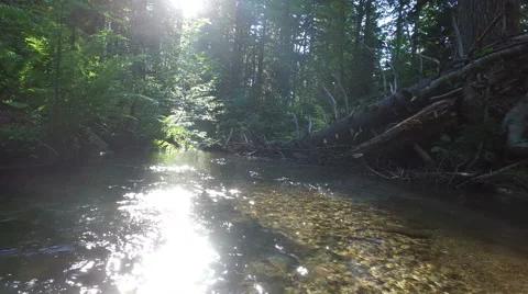 Deep in the forest on a beautiful river, 4K Stock Footage 67479107