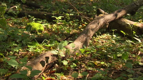 Deep forest branches and vegetation on the forest floor Stock Footage 59318409
