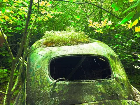 Deep forest buggy Stock Photos